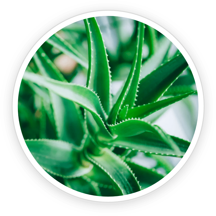 Aloe Barbadensis Leaf Juice