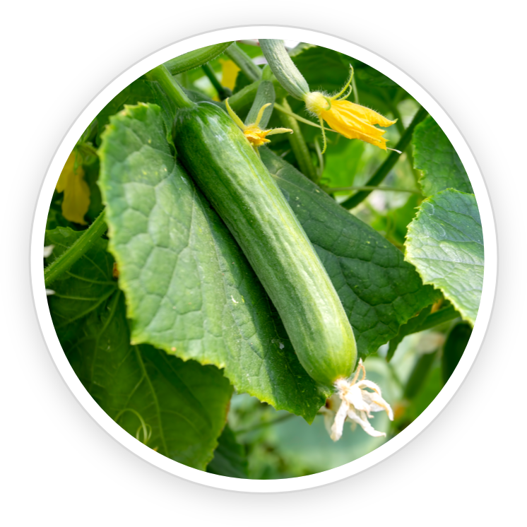 Cucumis Sativus (Cucumber) Extract